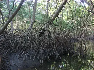 The Swamp and Red Ibiz